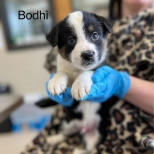 Bodhi Mixed Breed Dog
