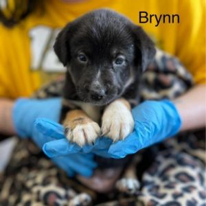 Brynn Mixed Breed Dog