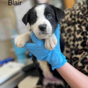 Blair Mixed Breed Dog