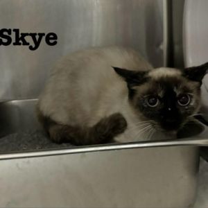 Skye Siamese Cat