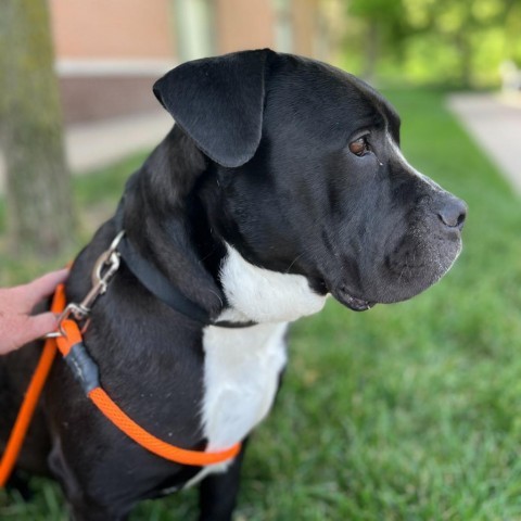 Hannah, an adoptable American Staffordshire Terrier in Grand Rapids, MI, 49503 | Photo Image 2