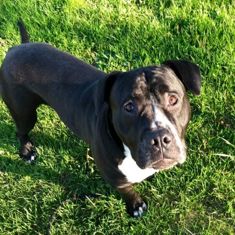 Hannah, an adoptable American Staffordshire Terrier in Grand Rapids, MI, 49503 | Photo Image 3