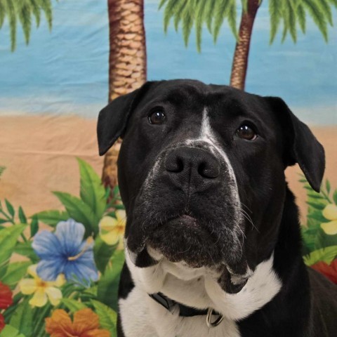 Hannah, an adoptable American Staffordshire Terrier in Grand Rapids, MI, 49503 | Photo Image 4