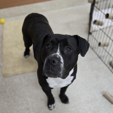 Hannah, an adoptable American Staffordshire Terrier in Grand Rapids, MI, 49503 | Photo Image 5