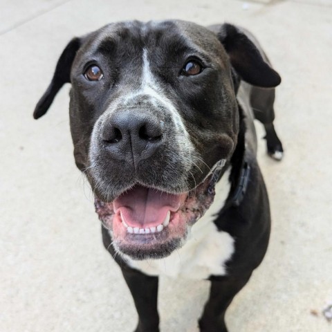 Hannah, an adoptable American Staffordshire Terrier in Grand Rapids, MI, 49503 | Photo Image 6