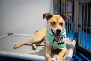 Costeito is a 11 month old 20lbs mix breed pup from Tijuana Costeito is a friendly fun loving a