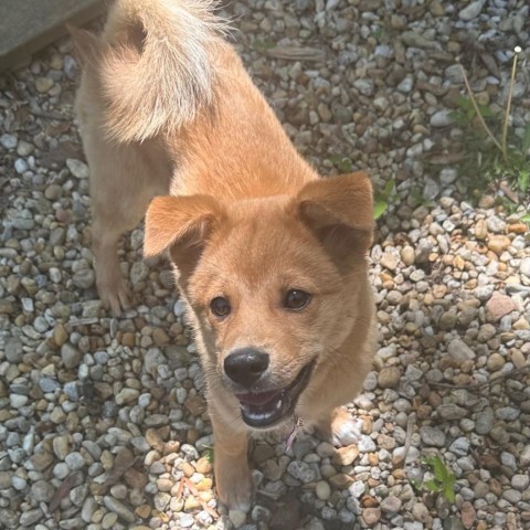 Backkom, an adoptable Jindo, Spitz in Silver Spring, MD, 20902 | Photo Image 2