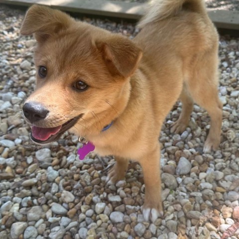 Backkom, an adoptable Jindo, Spitz in Silver Spring, MD, 20902 | Photo Image 3