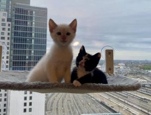 Belen female calico  her bro Noah flame point Siamese mix are barely 2 mont