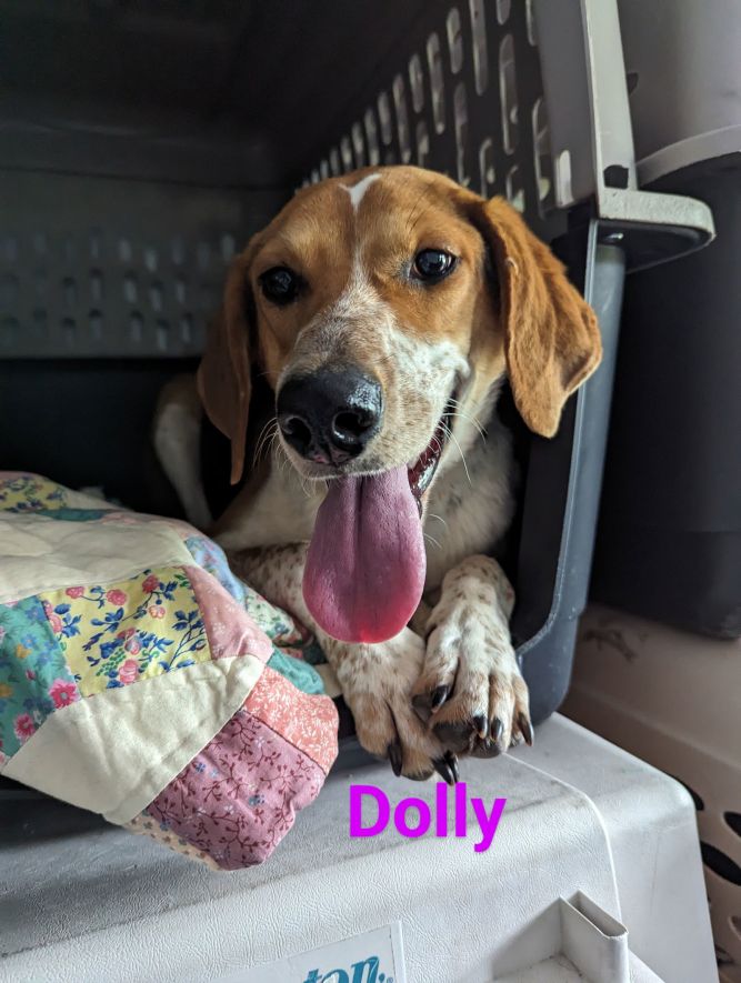 Dolly