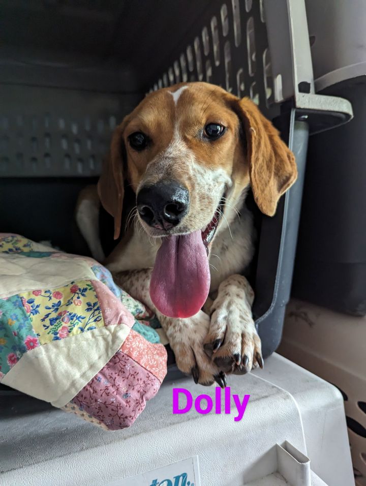 Dolly 1