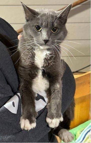 Arrietty, an adoptable Domestic Short Hair in Elk River, MN, 55330 | Photo Image 1