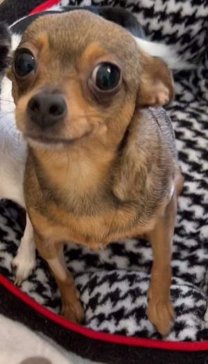 You can fill out an adoption application online on our official websiteVanessa AL is a female Chi