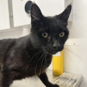 Meet Crow a distinguished 10-year-old male cat with a sleek black coat Crow is a calm and sophisti