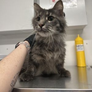 Meet Mushu a distinguished 5-year-old male with a grey coat and a charming personality Mushus han