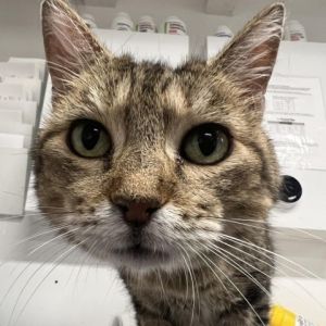 Meet Selena a lovely 4-year-old brown tabby Selenas beautiful markings and warm gaze make her a t