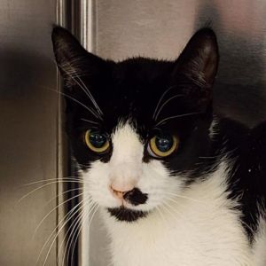 Introducing Tux a dapper 1-year-old black and white male ready to charm his way into your heart Wi