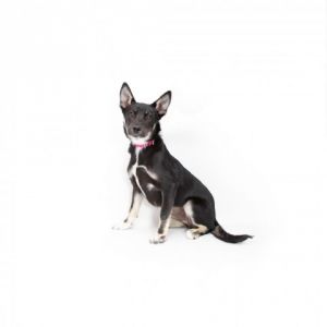 Sneezy is a young little girl who is ready for a family of their own All young dogs have been