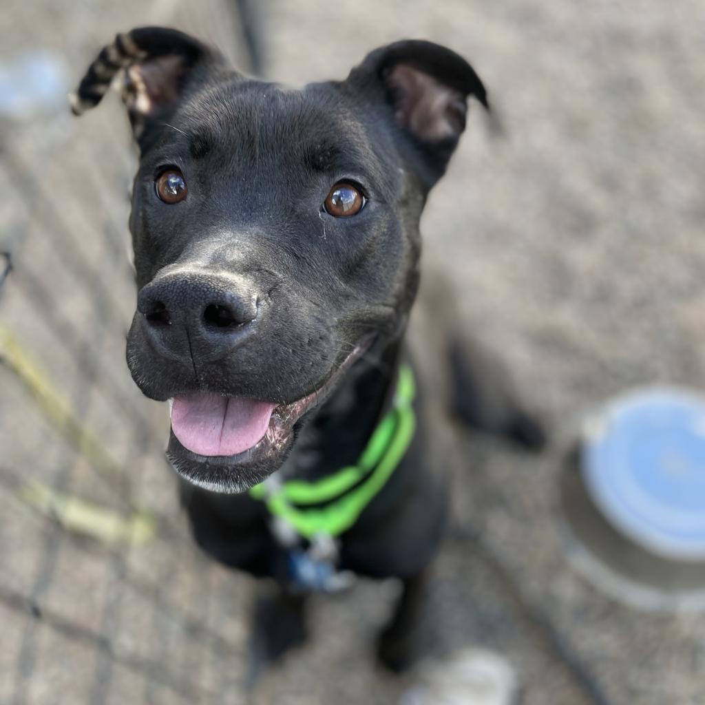 Roxy, an adoptable Mixed Breed, Boxer in West Des Moines, IA, 50265 | Photo Image 1