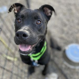 Roxy, Adult Female Mixed Breed