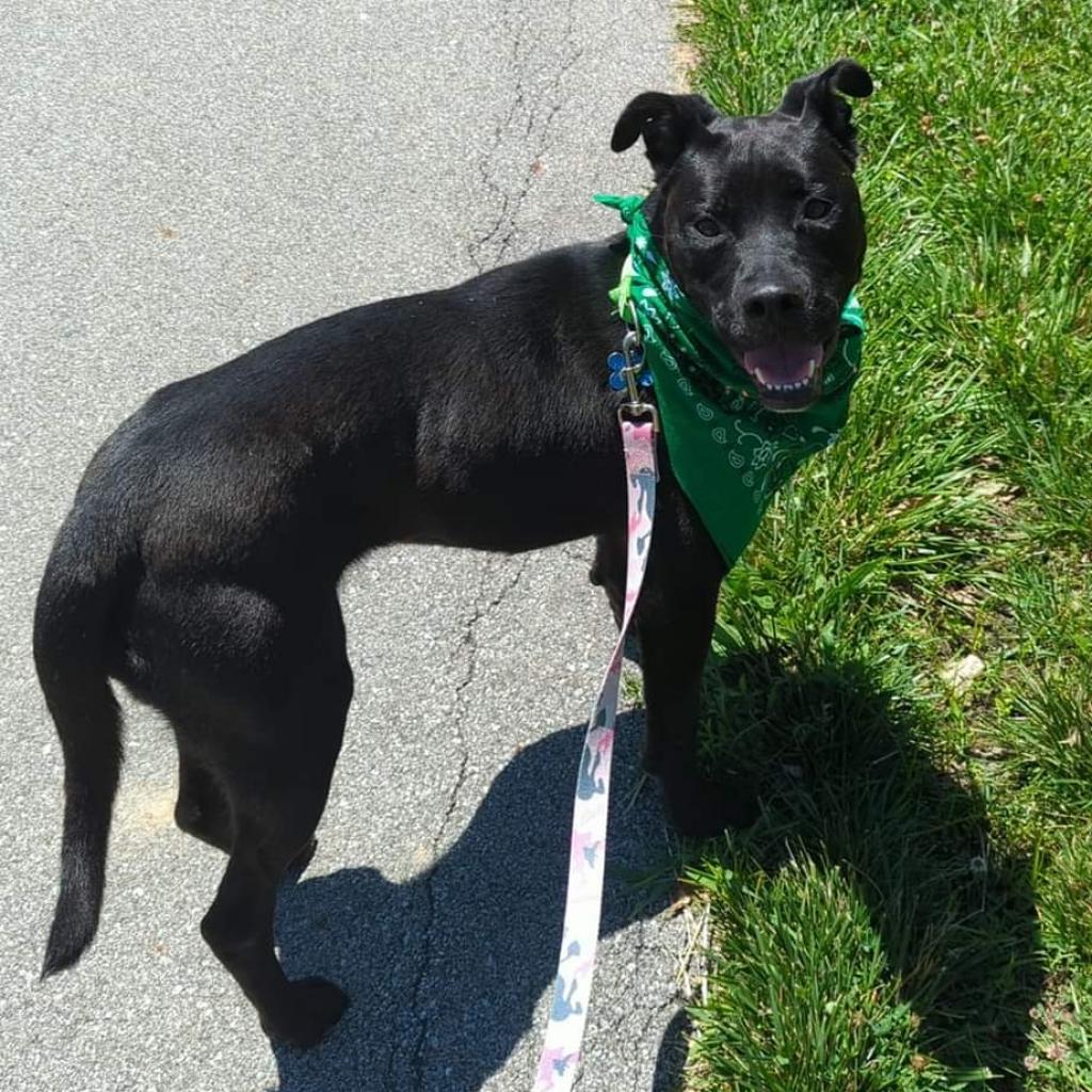 Roxy, an adoptable Mixed Breed, Boxer in West Des Moines, IA, 50265 | Photo Image 2