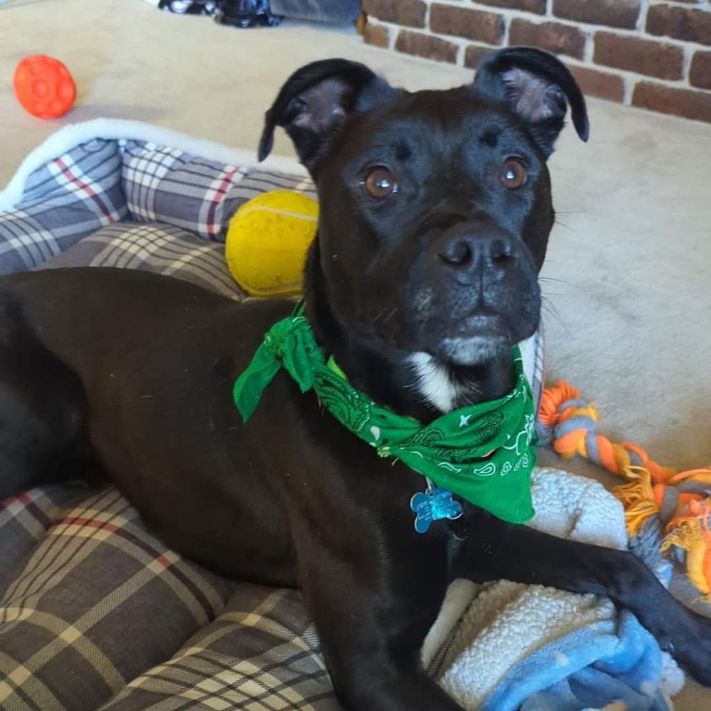 Roxy, an adoptable Mixed Breed, Boxer in West Des Moines, IA, 50265 | Photo Image 3