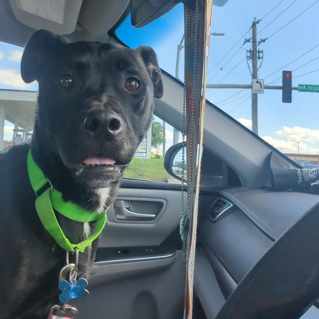 Roxy, an adoptable Mixed Breed, Boxer in West Des Moines, IA, 50265 | Photo Image 4