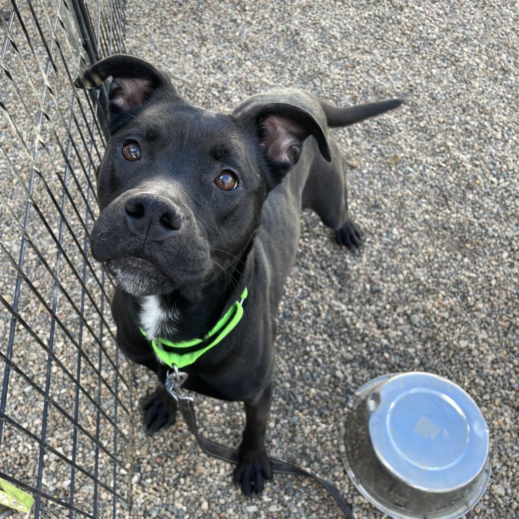 Roxy, an adoptable Mixed Breed, Boxer in West Des Moines, IA, 50265 | Photo Image 5