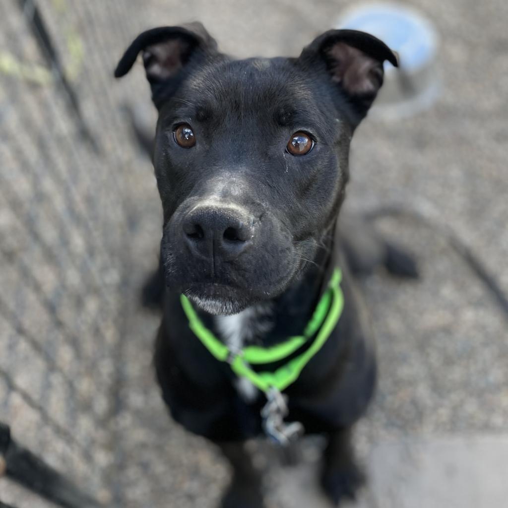 Roxy, an adoptable Mixed Breed, Boxer in West Des Moines, IA, 50265 | Photo Image 6