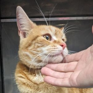 Tangerine Domestic Medium Hair Cat