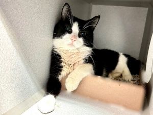 Another foster writes Cauliflower is a sweet shy tuxedo cat with a penchant for late night snackin