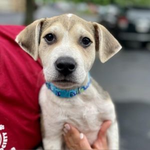 Yuengling is a spunky 10 week old puppy who is ready for his forever home His 