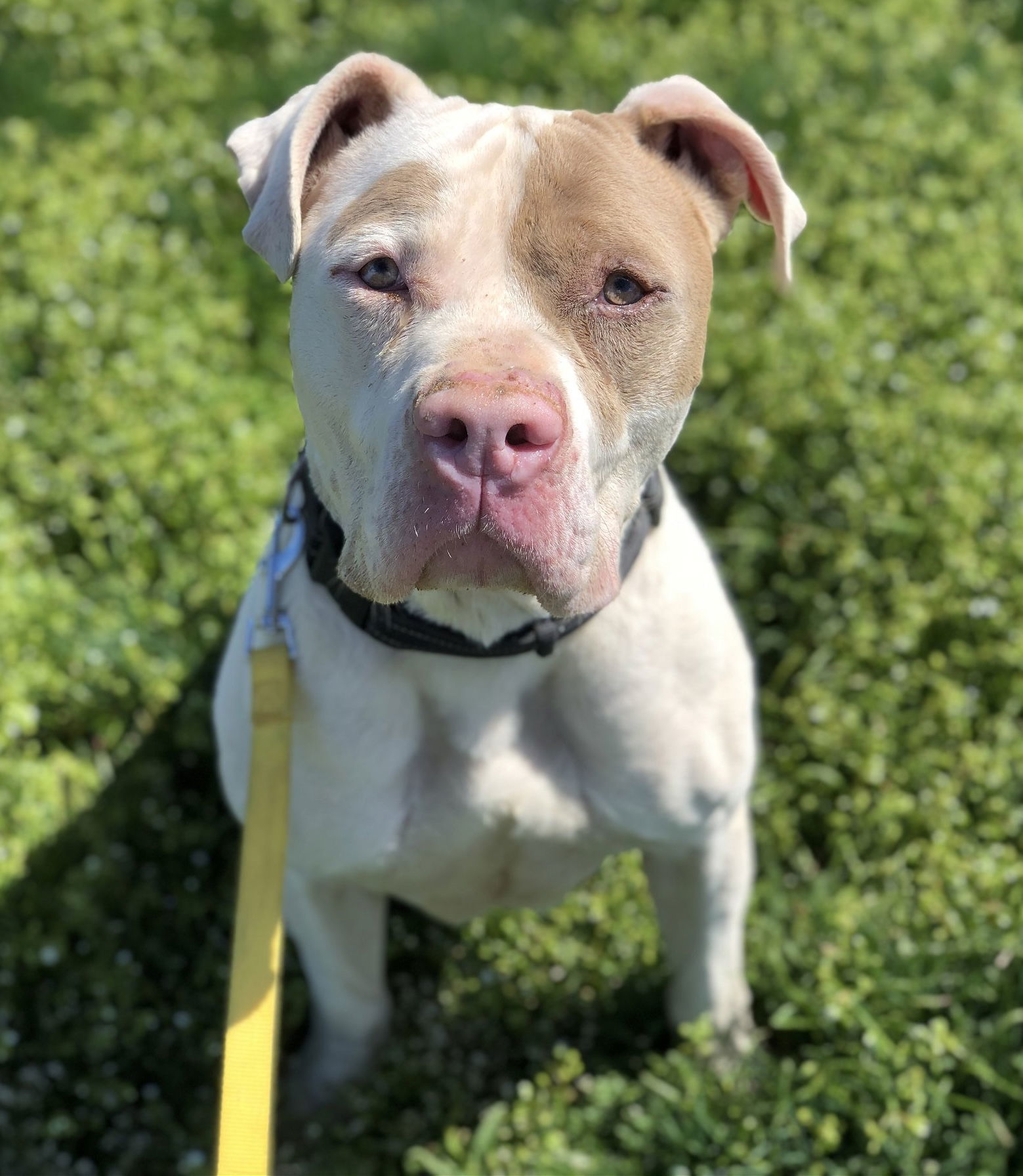 Paco, an adoptable American Bulldog in Yreka, CA, 96097 | Photo Image 1