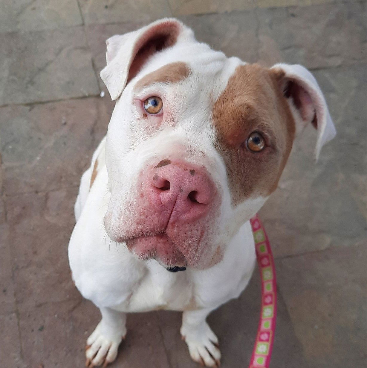 Paco, an adoptable American Bulldog in Yreka, CA, 96097 | Photo Image 1