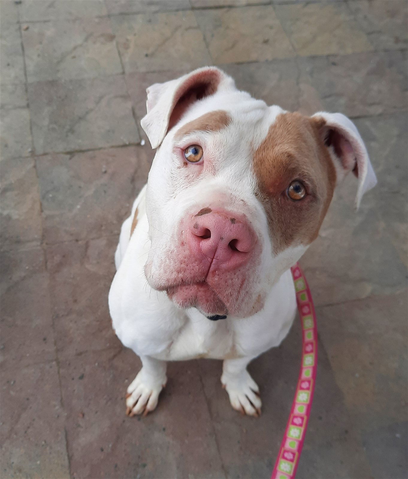 Paco, an adoptable American Bulldog in Yreka, CA, 96097 | Photo Image 2