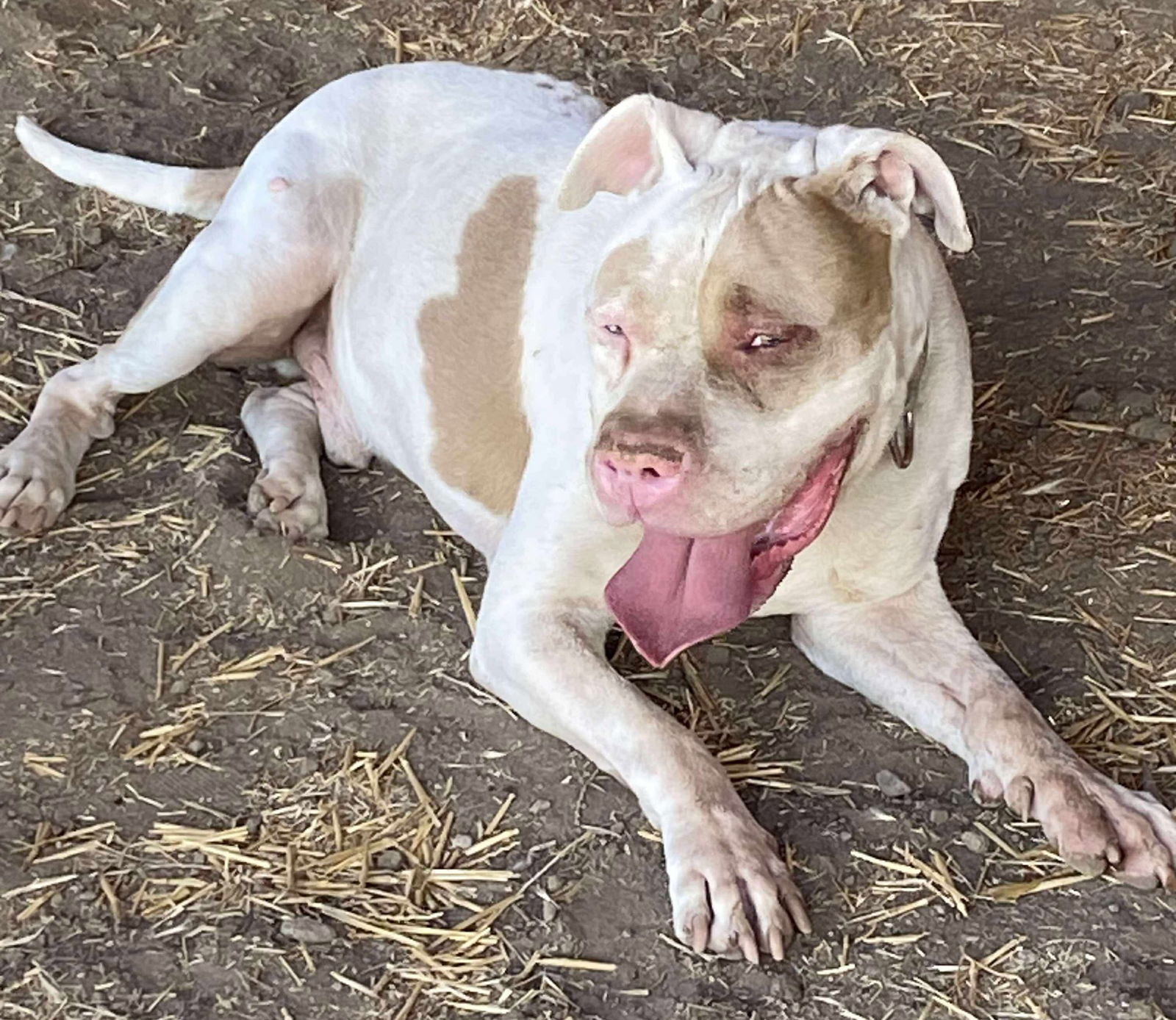 Paco, an adoptable American Bulldog in Yreka, CA, 96097 | Photo Image 2