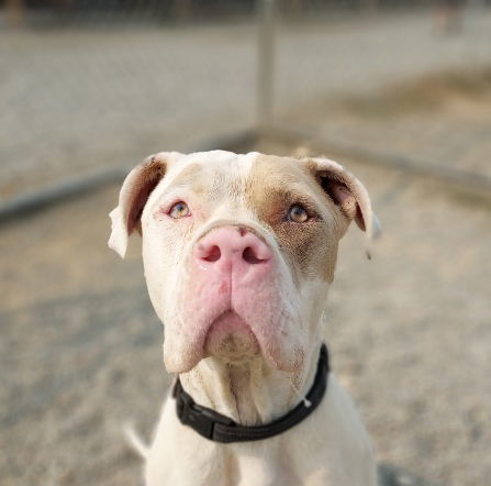 Paco, an adoptable American Bulldog in Yreka, CA, 96097 | Photo Image 3