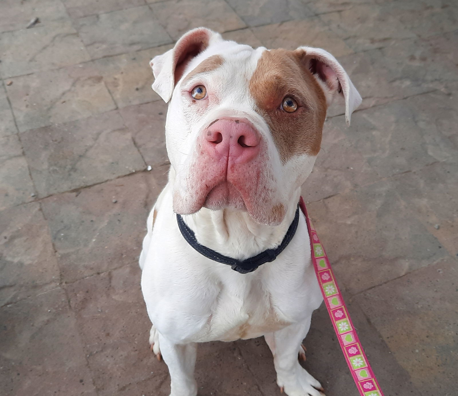 Paco, an adoptable American Bulldog in Yreka, CA, 96097 | Photo Image 3