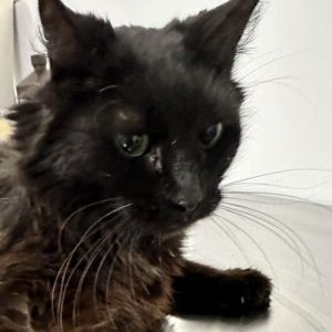Meet Bogherra a distinguished 11-year-old male cat with a fluffy black coat Bo