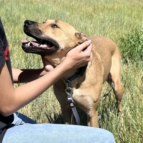 Han Solo, an adoptable Mixed Breed in Glenwood Springs, CO, 81601 | Photo Image 2