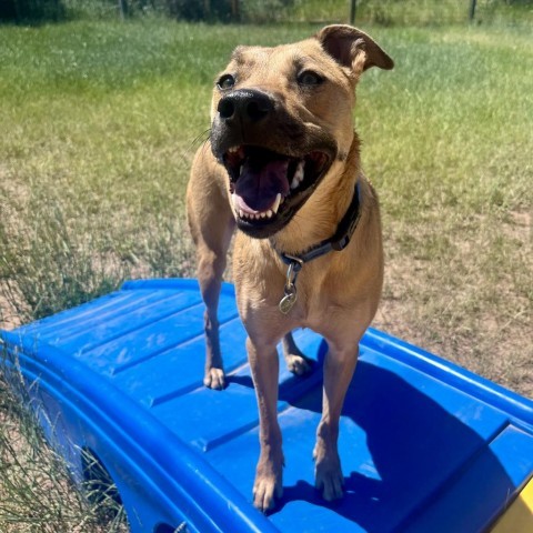 Han Solo, an adoptable Mixed Breed in Glenwood Springs, CO, 81601 | Photo Image 3