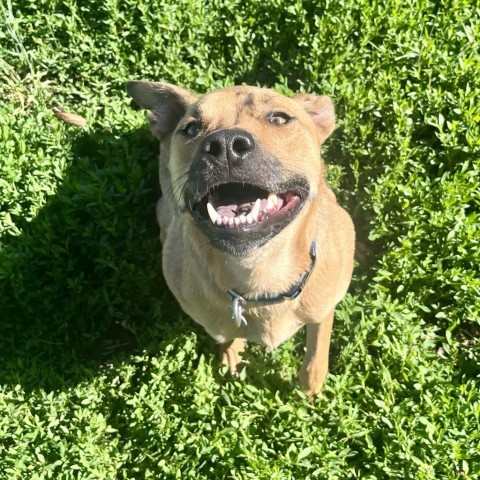 Han Solo, an adoptable Mixed Breed in Glenwood Springs, CO, 81601 | Photo Image 4