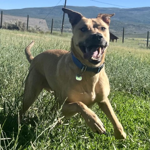 Han Solo, an adoptable Mixed Breed in Glenwood Springs, CO, 81601 | Photo Image 5