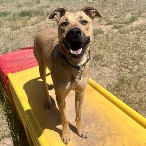 Han Solo, an adoptable Mixed Breed in Glenwood Springs, CO, 81601 | Photo Image 6