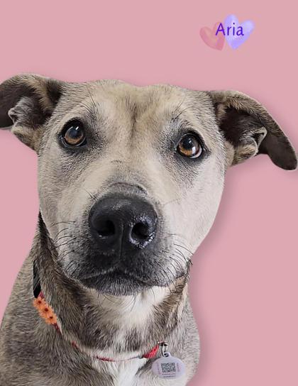 Aria, an adoptable Black Mouth Cur, Mixed Breed in De Soto, IA, 50069 | Photo Image 1