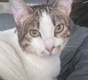 Sasha, Young Female unknown
