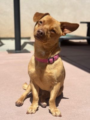 Amaro Chihuahua Dog