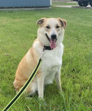 Banner, Baby Male Shepherd