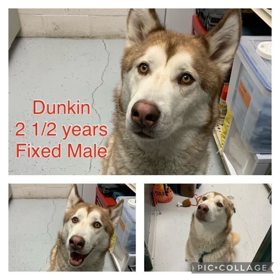 Dunkin, an adoptable Husky in Payson, UT, 84651 | Photo Image 1