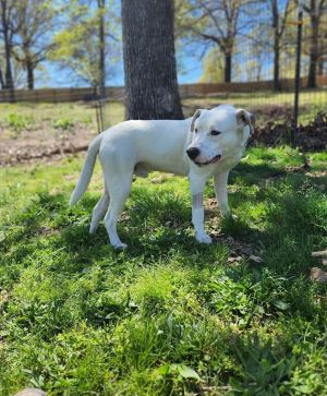 Henry, Adult Male Labrador Retriever